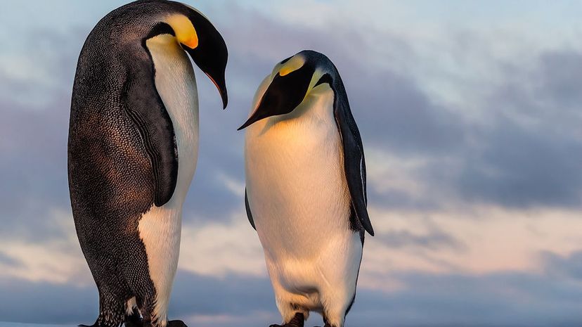 帝企鹅是现存最大的企鹅物种。但最老的企鹅要大得多。Mario_Hoppmann / iStock /思想库＂width=