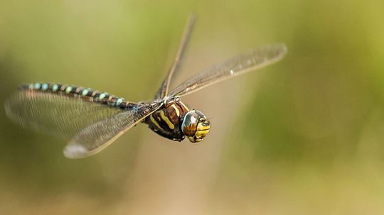 Female Dragonflies Fake Death to Avoid Unwanted Male Advances