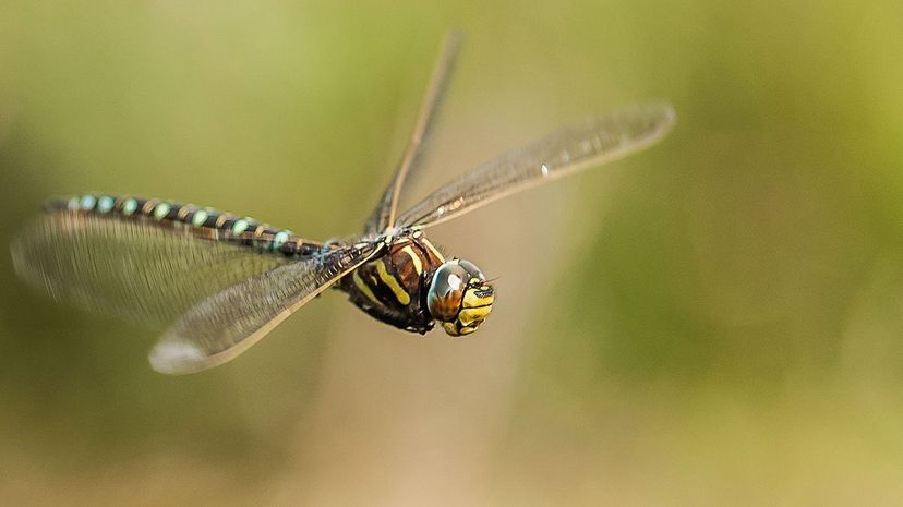 雌性Aeshna Juncea Dragonfly具有一种创造性的技术，可以抵御不必要的男性进步。保罗·里奇（Paul Ritchie）/弗里克（Flickr）“width=