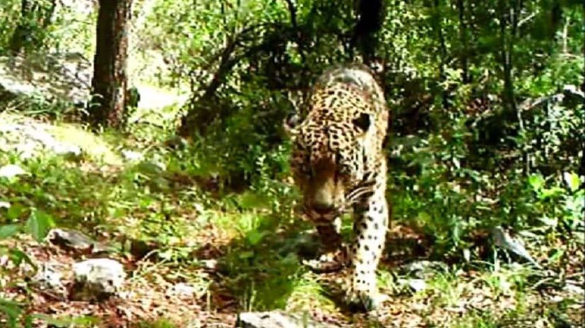 Raw: Video Shows Only Known Wild Jaguar in the U.S. AP News