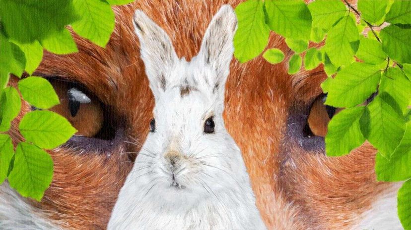 Thanks to rapid climate change, the snowshoe hare's coat, once a camouflage, may be a life-shortening disadvantage. Thinkstock/Getty/HowStuffWorks