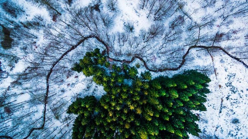 丹麦的卡比里斯森林（Kalbyris Forest）的图像在今年的比赛中排名第一。迈克尔·伯恩霍尔德（Michael Bernholdt）“width=