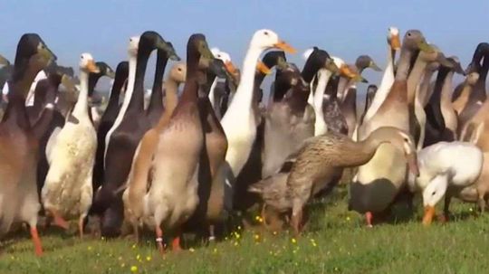 Duck, Duck, Booze: Bird Herds Handle Pest Control at South African Winery