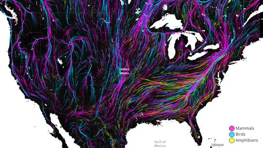 Hypnotic, Interactive Map Predicts Migration as Animals Become Climate Refugees
