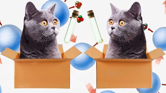 科学家证明Schrodinger的猫可以一次在两个地方“border=