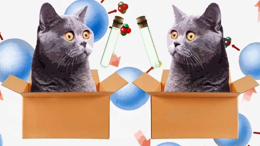 The 'cats' in the Yale team's experiment were actually entangled subatomic particles linked by a superconducting channel. Korionov/Designs Stock/Chaiwat Photos/Thinkstock