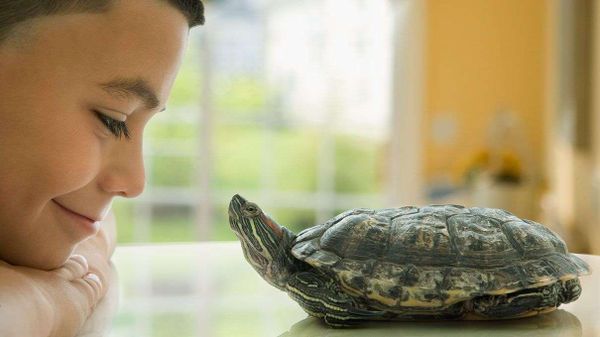 Hispanic boy with turtle