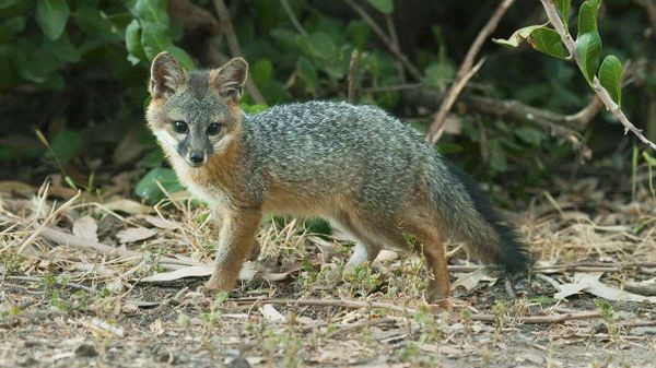 fox, island fox, santa cruz island fox