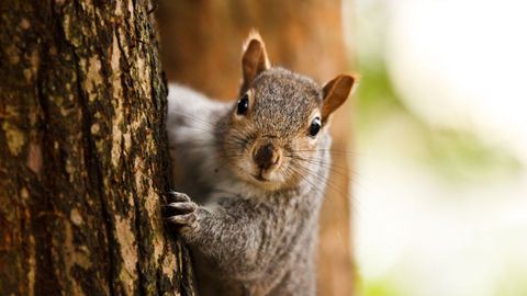 5 Things You Didn't Know About Squirrels - Vimarsana News