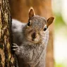 5 Things You Didn't Know About Squirrels