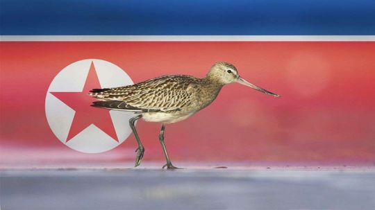 朝鲜对人类有害为何对鸟类有益＂border=