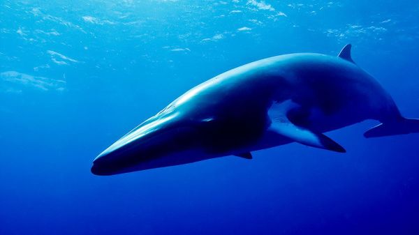 minke whale underwater