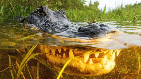 alligator underwater, alligator, gator