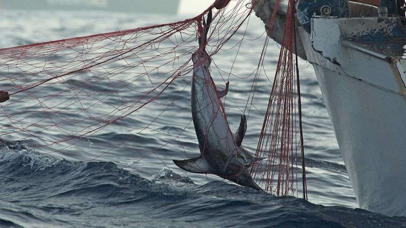 小剑鱼是意大利driftnet拉上非法渔船在地中海。全球渔业看希望在这样的非法捕鱼行为严重削弱。加文·帕森斯/盖蒂图片社”width=