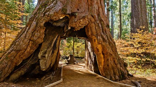 Iconic Sequoia'隧道树'在激烈的冬季风暴后落下“border=