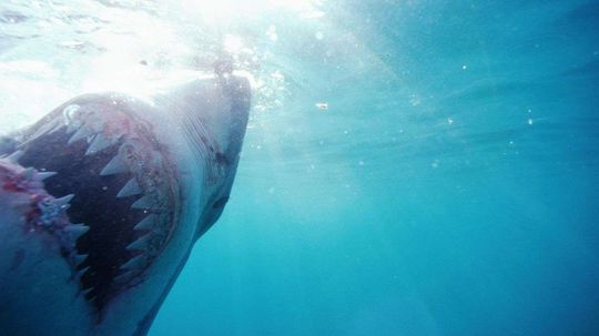 Does a New Two-headed Shark Discovery Mean It's Time to Seriously Freak Out?