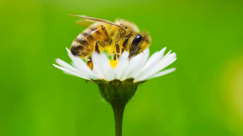 Honeybees可以从机器人无人机中授粉的未来授粉中获得一些帮助。Jason Hosking/Getty“width=