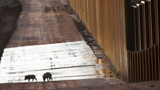 How a Trump Border Wall Would Affect Wildlife