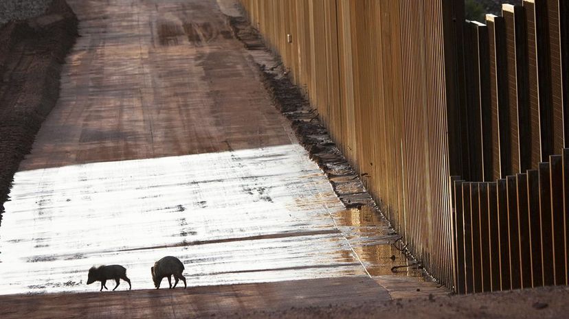Two peccaries (Pecari tajacu) walk by the US-Mexico border near an existing stretch of wall that bisects the San Pedro river corridor. Krista Schlyer/Nature Picture Library/Getty Images