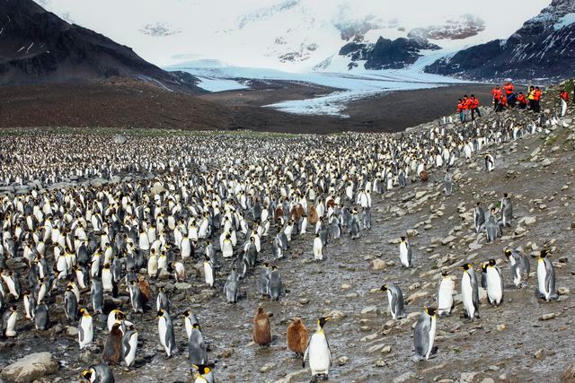 King Penguin Colony