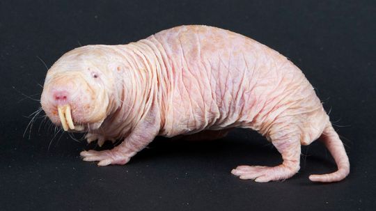 Naked Mole Rats Survive Without Oxygen by Turning Into Plants