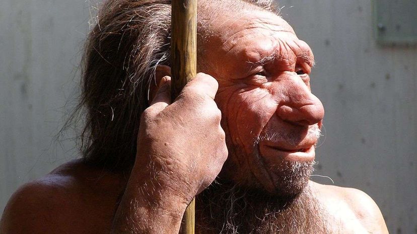 This recreation of what a living Neanderthal man would've looked like is found in the Neanderthal Museum in Mettmann, Germany. Erich Ferdinand/Flickr