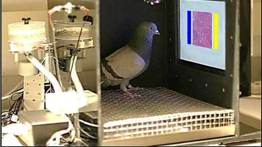 Why You Should Let a Pigeon Perform Your Mammogram