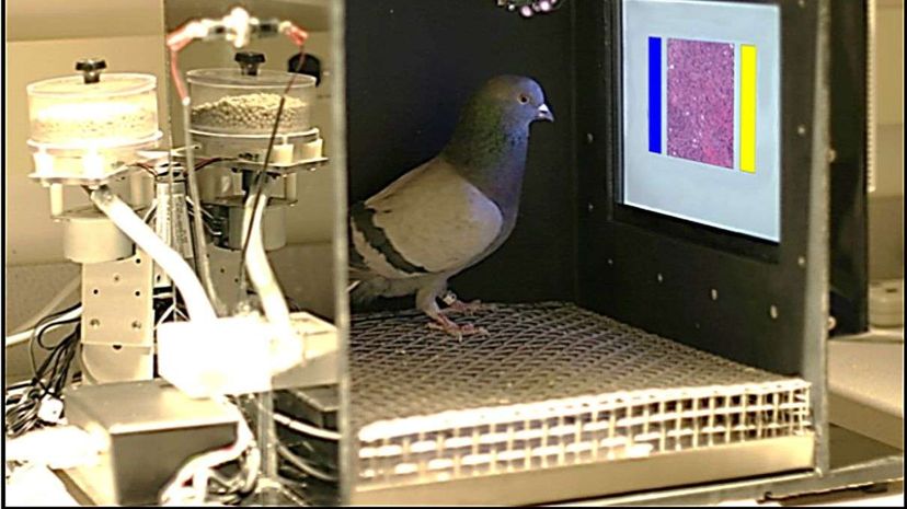 A video detailing the results of the recent study examining the ability of pigeons to identify cancerous cells. University of Iowa