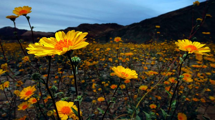 2016年,沙漠向日葵的地板上铺着Badwater盆地地区死亡谷国家公园在一个罕见的超级开花。今年的超级布鲁姆发生南Anza博雷戈圣地亚哥附近的国家公园。马克博士德通过盖蒂图片社/洛杉矶时报”width=