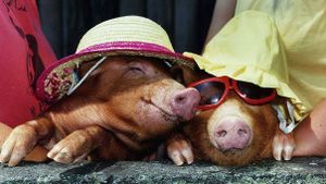 two pigs wearing sunhats