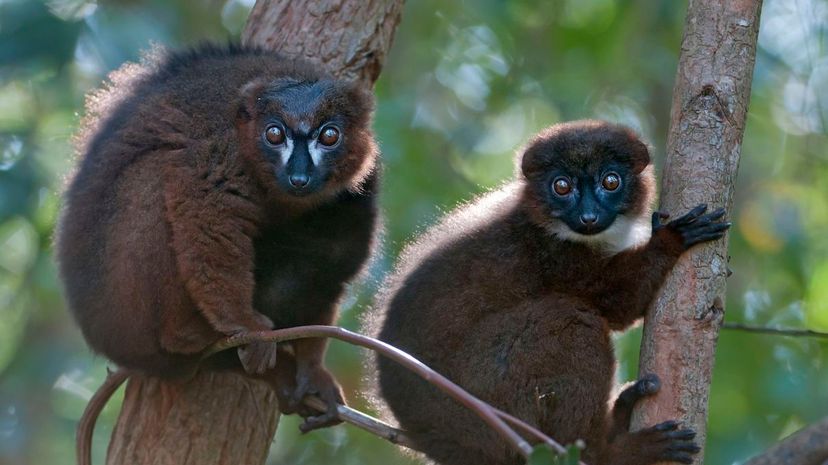 Do these lemurs look identical to you? New face recognition software can tell them apart. Bernard Castelein/Nature Picture Library/Getty Images