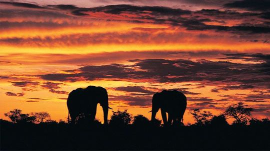 非洲大象有麻烦，新的人口普查发现“border=