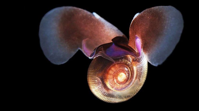 sea butterfly, snail, limacina helicina