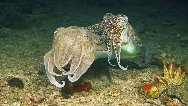 cuttlefish, cephalopods, pharaoh cuttlefish