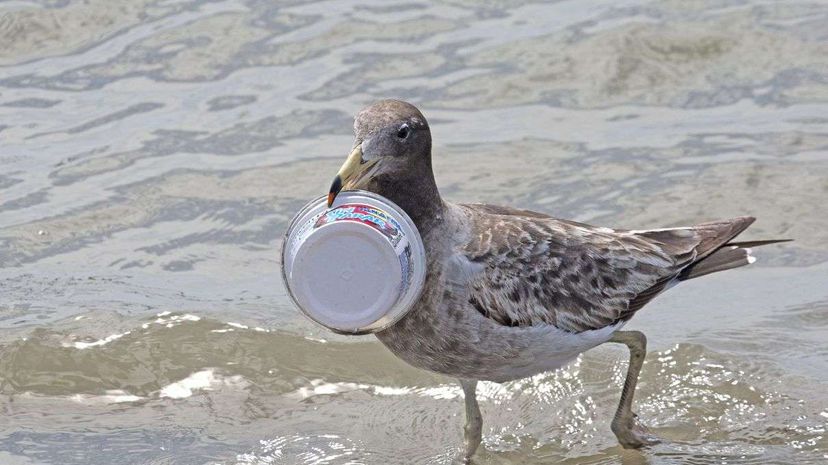 A juvenile Andean gull takes a plastic tub in its bill. A new study explains why birds eat so much plastic. Rick Price/Getty Images
