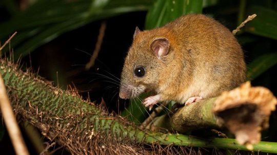 Goodbye, Melomys: Climate Change Claims Its First Mammal Species