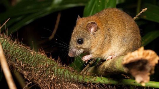 再见,Melomys:气候变化首次索赔Mammal Species