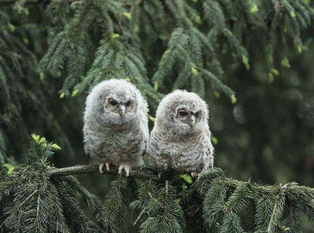 awesome owl pictures