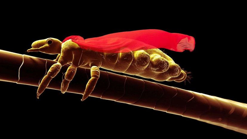 They may not have a little red cape but super lice are pretty powerful. SCIEPRO/Getty/Howstuffworks