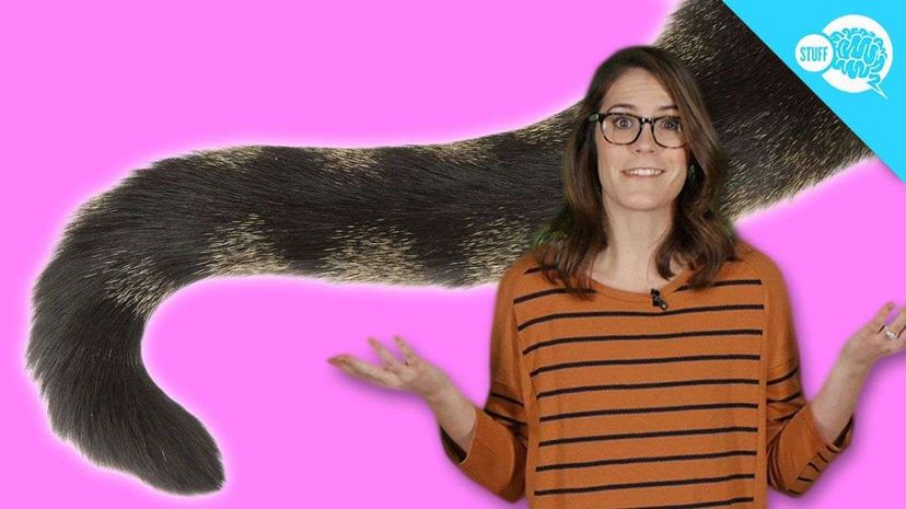 BrainStuff: Why Don't Humans Have Tails? HowStuffWorks