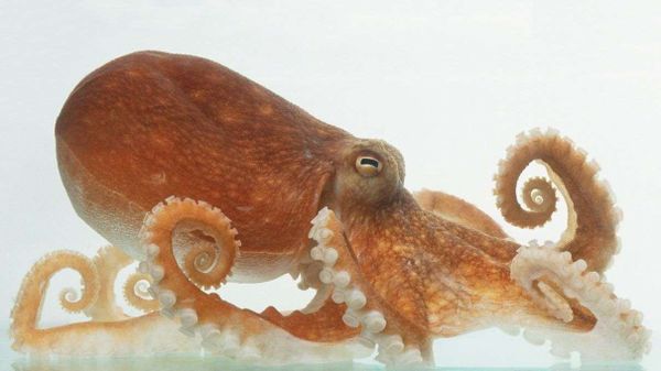 Amazing Octopus