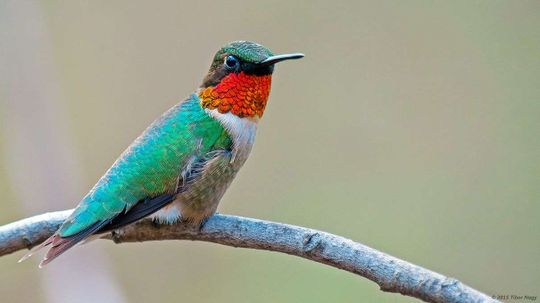 Guess How Far a Hummingbird Can Fly Without Stopping. Nope, It's Farther.
