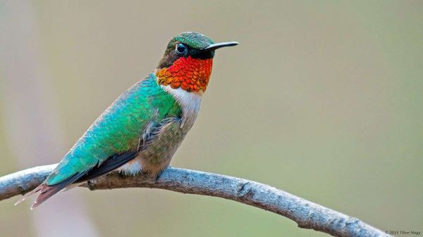 Hummingbird Migration Can Mean Flying 2,000 Miles Without a Break