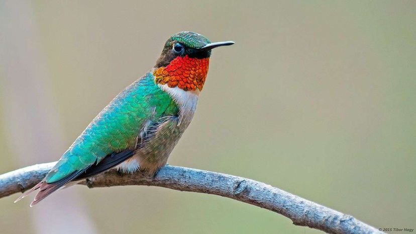 red-throated hummingbird, bird migration, flight