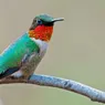 Hummingbird Migration Can Mean Flying 2,000 Miles Without a Break