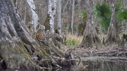 There's a River Full of Monkeys in Florida — And Not in a Theme Park