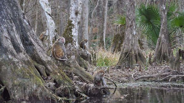 rhesus macaques