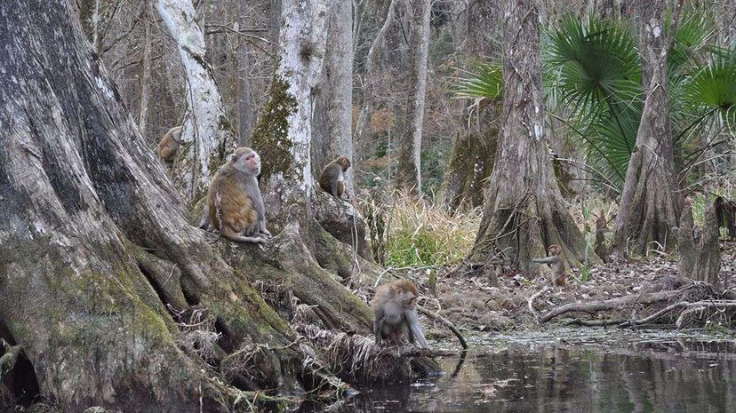 Look closely: A group of monkeys are enjoying life in Silver Springs State Park, Florida. Amanda Concha-Holmes