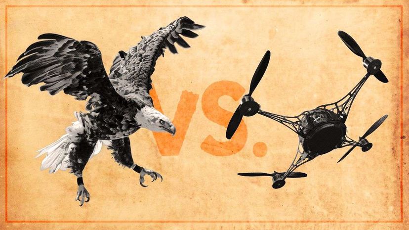 Dutch Are Training Eagles to Capture Drones Right Out of the Sky | HowStuffWorks