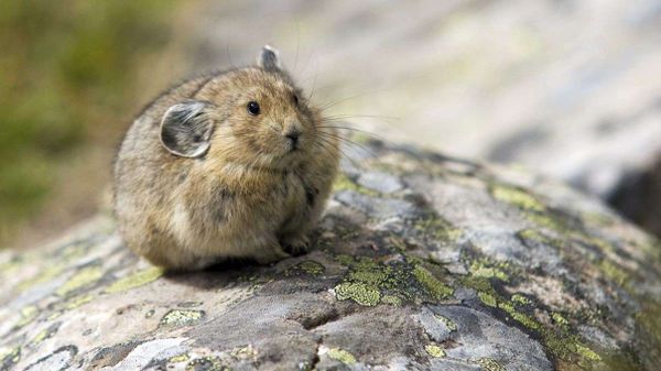 pika, ochotona princeps